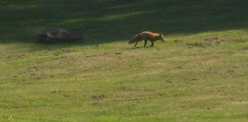 Fox