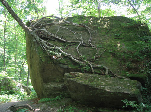 tree boulder